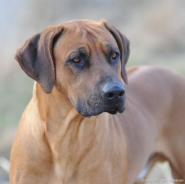 Foto copyright Karin van Klaveren